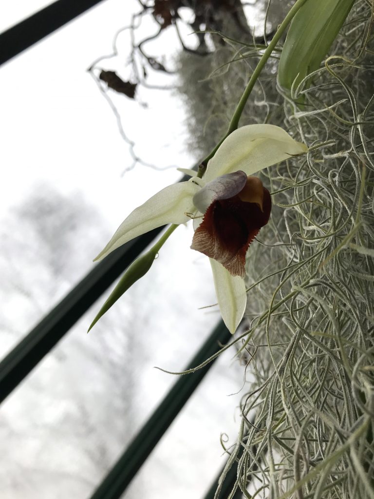 Coelogyne Lyme Bay