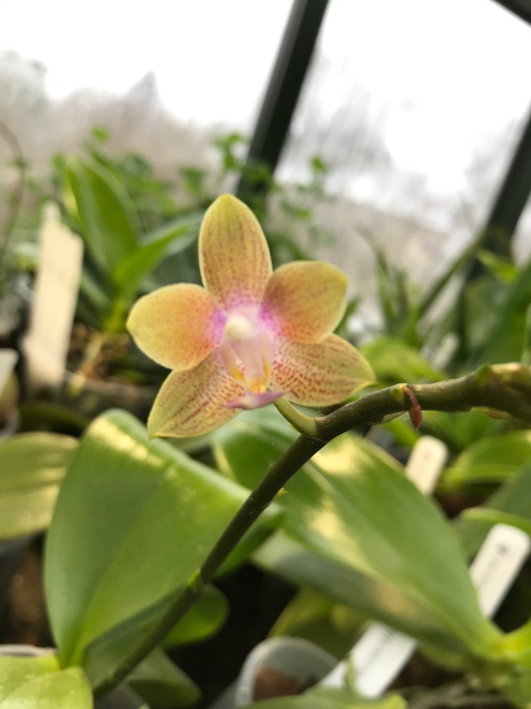 Phalaenopsis Kuntrarti Rarashati